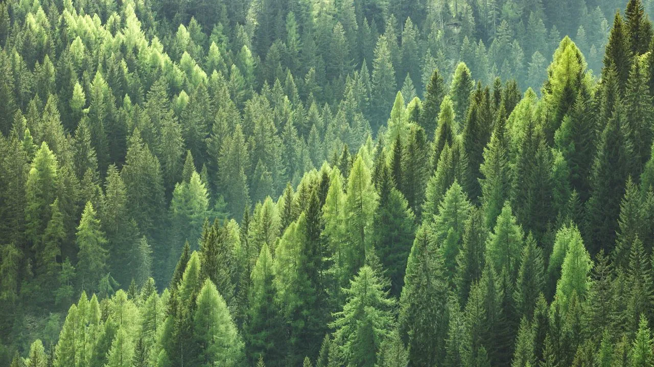 Exploring Sustainable Tourism: Wildlife, Initiatives, Marketing